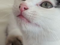 🐱 Süße Katzenmädchen suchen liebevolles Zuhause ❤️