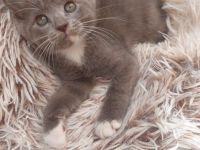 Süße BKH-Siam Mix Kitten suchen neues Zuhause