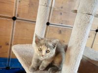 2 süße Katzenbabys in liebevolle Hände abzugeben!