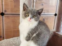 4 süße BKH Katzenbabies abzugeben!