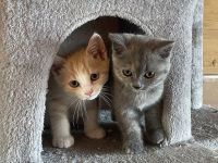 2 süße Katzenbabys in liebevolle Hände abzugeben!
