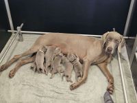 Weimaraner Welpen - Premiumzucht - von Gräfensteiner Adel - J-Wurf