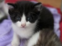 BKH Mix Kitten Kater