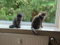Minka & Tiger – liebevolles Katzenpaar mit kompletter Ausstattung