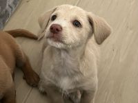 kleiner Welpenjunge sucht Zuhause...