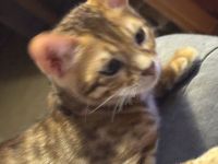 Hübscher Bengal Junge