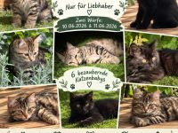 Kurilian Bobtail – außergewöhnlich im Aussehen, einzigartig im Charakter. 🐾❤️