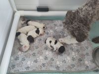 Lagotto Romagnolo Welpen