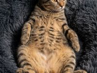 😻♥️ Katerchen Apollo sucht liebe Familie 😻♥️