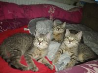 😻♥️ Kitten & die Mama suchen liebevolles Zuhause 😻♥️