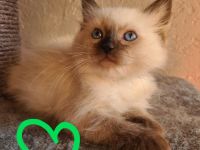 2 Ragdoll Katerchen mit Stammbaum