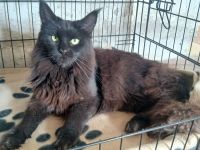 Wunderschöne Maine-coon Katze