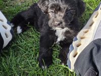 Miniaussiedoodles F1