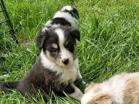 Australian shepherd bordercollie welpen