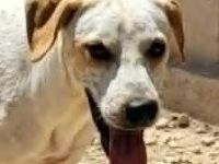 DIEGO, männlicher Hound