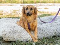 Hazel sucht liebevolle Familie...