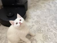der letzte Schatz ist noch auf der Suche -BKH Kitten