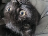Süßer kater sucht neues zuhause- ab sofort abholbar