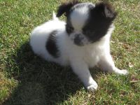 Chihuahua Welpen