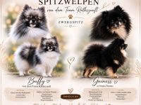 Deutsche Zwergspitz-/Pomeranian Welpen