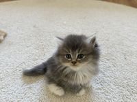 Britisch Langhaar Kitten suchen ein liebevolles Zuhause - Ragdoll&BLH mix