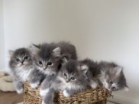 (ABGABEBEREIT) Britisch Langhaar Kitten suchen ein liebevolles Zuhause - Ragdoll&BLH mix