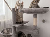 Süße Katzenbabys suchen ein liebevolles Zuhause auf Lebenszeit