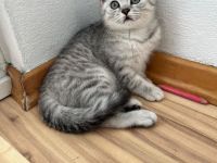 Süße Katzenbaby sucht ein liebevolles Zuhause auf Lebenszeit