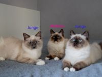 Reinrassige Heilige Birma Kitten