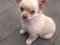 Unser Gismo sucht noch seine Familie