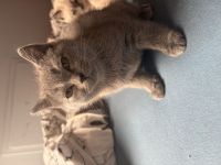 Liebevolle BKH-Kitten suchen ihr Zuhause