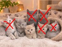 7 süße kitten suchen ein Zuhause