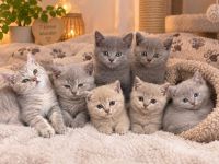 7 süße kitten suchen ein Zuhause