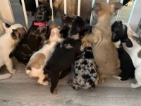 Französischer Bulldoggen Welpen