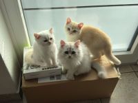 Drei liebevolle Kätzchen suchen ein neues zu Hause