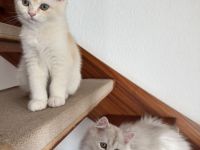 Drei süße BKH Kitten suchen ihr Zuhause