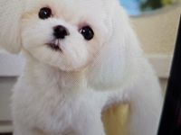 Malteser/Shih-Tzu Welpen - Korea Abstammung