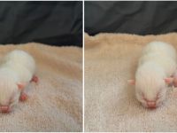 6 süße EKH BKH-Mix Kitten suchen ein liebevolles Zuhause