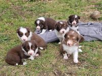 Süße braun weiße Border Collie Welpen