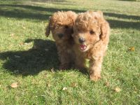 Maltipoo Welpen
