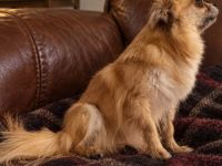 Liebevolle Langhaar-Chihuahua-Hündin Lulu sucht ein neues Zuhause