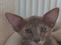 OLH lilac tortie 9 Monate