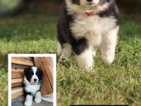 Border Collie Welpen