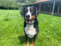 Luc, Appenzeller Sennenhund, geb. 2019, sucht hundeerfahrene Menschen