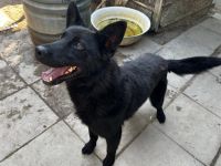 Dodo - ist ein lieber und ausgeglichener Hund