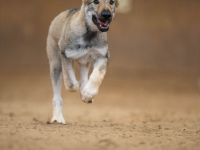Tschechoslowakischer Wolfshund,FCI/VDH,Welpe