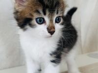 Sibirische Katze / Kater sucht ein Zuhause