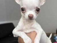 Bezaubernder Chihuahua-Rüde (geb. 20.05.2026) sucht liebevolles Zuhause auf Lebenszeit 🐾