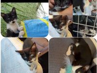 Tzizi ist ein sehr aufgeschlossenes, verschmustes und gesprächiges Kitten