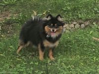 Liebevolle reinrassige Pomeranian-Hündin sucht ihr Für-immer-Zuhause 🐾❤️